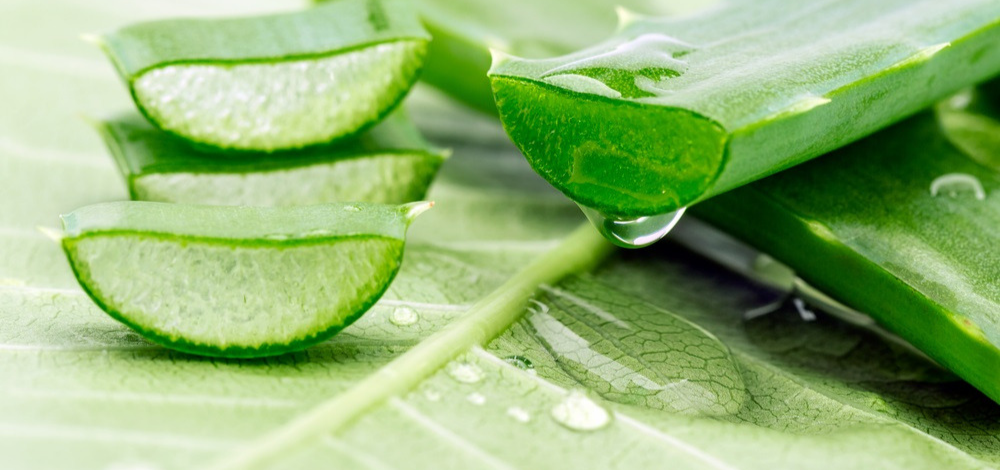 El Aloe vera: Estabilizar el Aloe para ser utilizado en Productos cosm